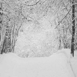 winter-crop